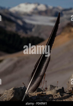 Una piuma trovata in alta montagna a Garibaldi Parco Provinciale. Foto Stock