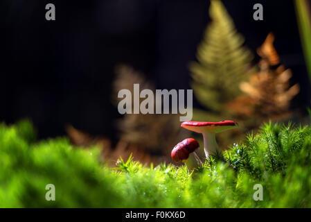 Incredibile funghi rosso nella foresta vicino fino Foto Stock