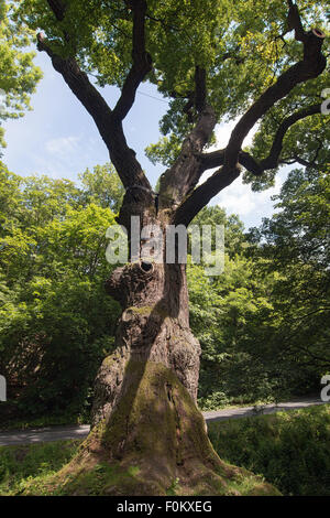 Memorabile quercia - 800 anno vecchia quercia Foto Stock