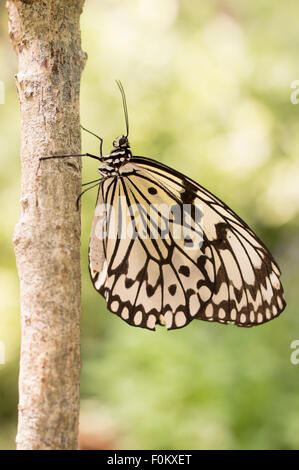 La carta di riso o carta aquilone Butterfly ( Idea leuconoe ) Ryugujo giardino delle farfalle, Motobu, Okinawa, in Giappone Foto Stock