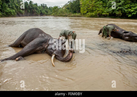 Ranger del parco che bagnano gli elefanti in un campo di elefanti gestito dalla Conservation Response Unit (CRU)--Gunung Leuser National Park, a Tangkahan, Indonesia. Foto Stock