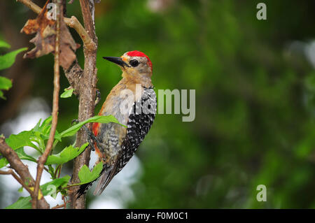 Rosso-incoronato picchio rosso maggiore (Melanerpes rubricapillus wagleri) cerca di insetti su un tronco di albero Foto Stock