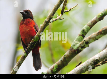 Bella Crimson-backed Tanager (Ramphocelus dimidiatus) appollaiato su un ramo di albero Foto Stock