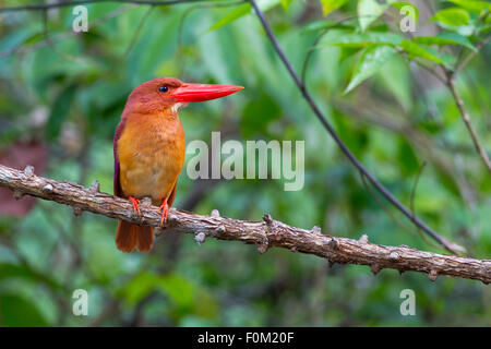 Ruddy Kingfisher solo sul ramo. Foto Stock