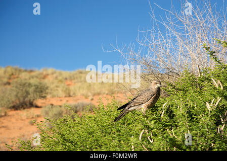 Aquila marziale visto nel deserto del Kalahari Foto Stock