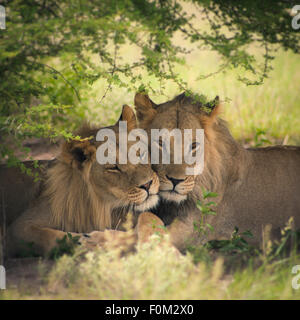 Amorevole coppia di Lion e la leonessa in Botswana con trattamento di illustrazione Foto Stock