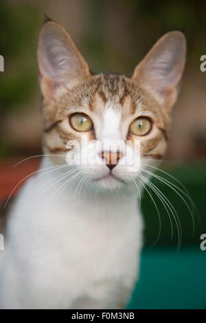 Curioso wide eyed gattino con sfondo sfocato Foto Stock