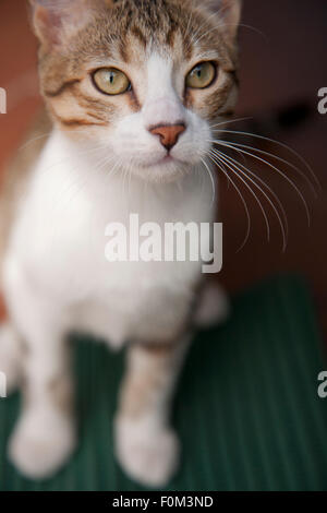 Curioso wide eyed gattino con sfondo sfocato Foto Stock