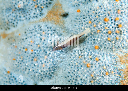 Mare di Bohol, Filippine. Xv oct, 2014. starfish gamberetti (Periclimenes soror) Bohol Sea, Filippine, Sud-est asiatico © Andrey Nekrasov/ZUMA filo/ZUMAPRESS.com/Alamy Live News Foto Stock