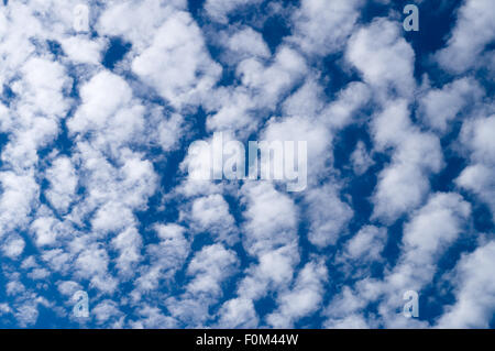 Cirrocumulus nuvole contro il cielo blu Foto Stock