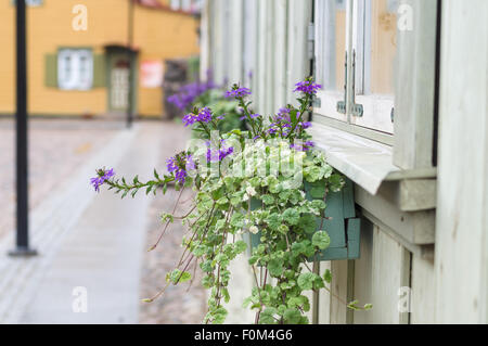 Primo piano della pentola con violetta di piante fiorite in una strada tipica delle piccole comunità cittadina di provincia Foto Stock