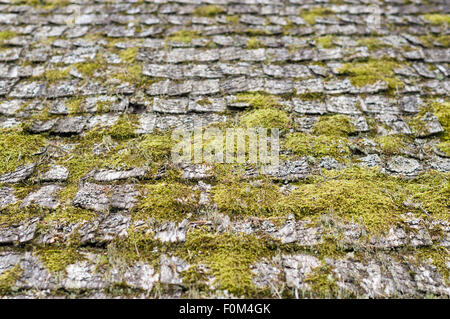 Primo piano sul vecchio e spiovente del tetto in legno coperto di scandole da moss Foto Stock