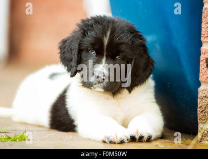 Landseer, Terranova, cucciolo, 8 settimane Foto Stock