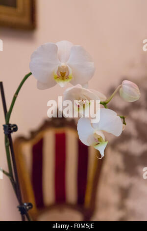 Close up su aphrodite orchid in un classico hotel interior in Barcellona, Spagna. Foto Stock