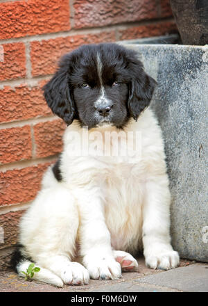 Landseer, Terranova, cucciolo, Sit Foto Stock