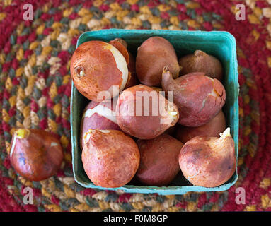 Bulbi di tulipani in un rustico box. Foto Stock