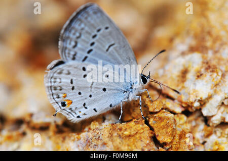 Codato orientale-blu (Cupido comyntas) hairstreak butterfly tenendo minerale da un letto di roccia Foto Stock