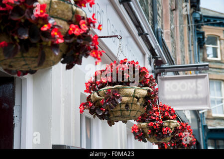 Esposizione di Begonias in cestello di Hanging sopra un negozio Acquista in estate Inghilterra Regno Unito GB Gran Bretagna Foto Stock