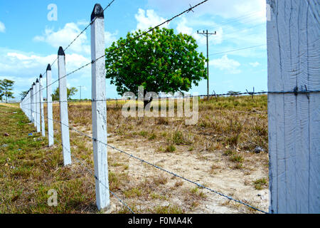 Recinzione Barbwire mostra posti di legno tutti allineati scherma un campo di pascolo Foto Stock