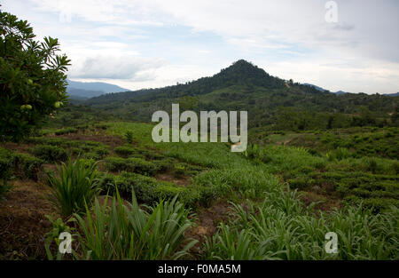 Monte Kinabalu Foto Stock