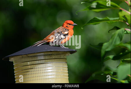 Bella fiamma Tanager colorati (Piranga bidentata) maschio arroccato su una lampada da giardino top Foto Stock