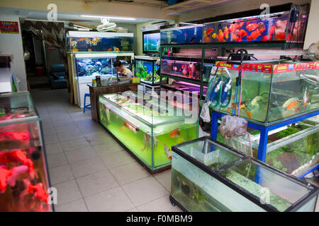 Negozio fishtanks ad Hanoi, Vietnam Foto Stock