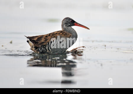 Moulting Porciglione camminando in acqua poco profonda Foto Stock