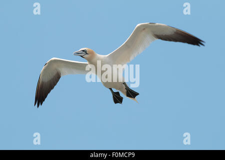 Il gannet settentrionale (Morus fagianus) Foto Stock