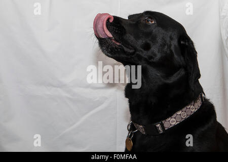 Il Labrador nero cane di fronte ad un semplice sfondo bianco Foto Stock