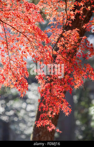 Retro-illuminato autunnale di foglie di acero, Kyoto, Giappone, Asia Foto Stock