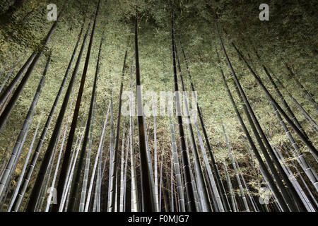 Illuminazione notturna di alberi di bambù, Shoren-nel tempio, Higashiyama meridionale, Kyoto, Giappone, Asia Foto Stock