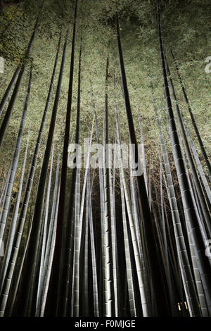 Illuminazione notturna di alberi di bambù, Shoren-nel tempio, Higashiyama meridionale, Kyoto, Giappone, Asia Foto Stock