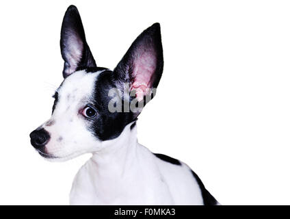 Il bianco e il nero spotted chihuahua cane isolato su bianco Foto Stock