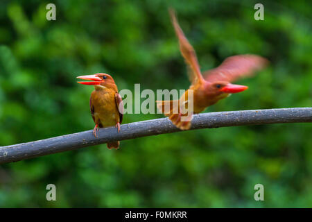 Doppio rubicondo Kingfisher sul pesce persico e volare. Foto Stock