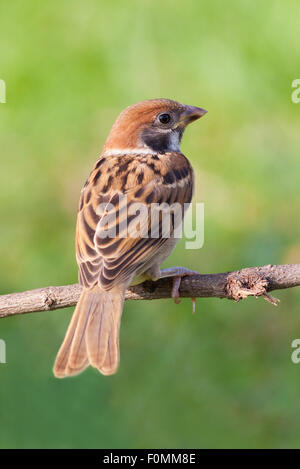 Eurasian passera mattugia bird seduta sul ramo. Foto Stock