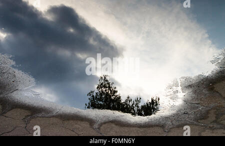 Dopo un pesante acquazzone di betulle si riflettono in una pozza Foto Stock