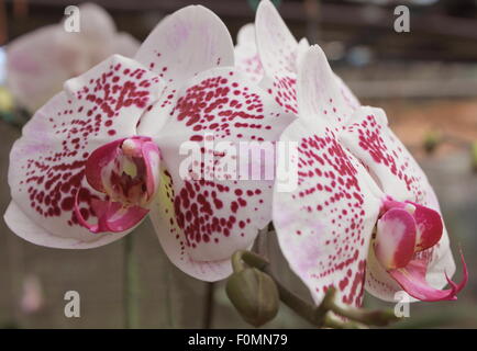 White Orchid in Cameron Highlands Foto Stock