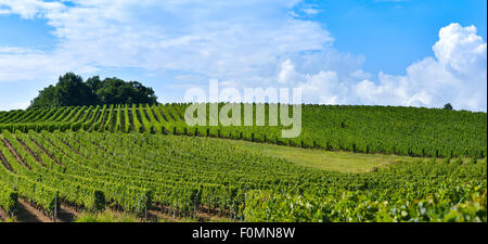 Vigneto Sunrise - Bordeaux Vineyard-France, Aquitaine, Gironde, 33, Foto Stock