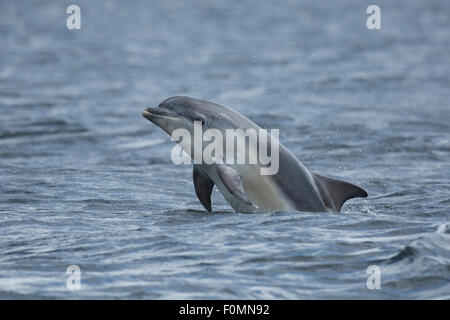 Giovani Tursiope nel Moray Firth. Foto Stock