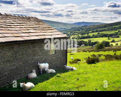 Gli ovini nell'ombra di un campo fienile in una giornata di sole in Dentdale Yorkshire Dales Cumbria Inghilterra England