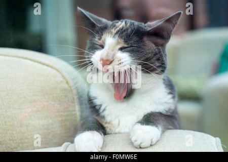 Gatto seduto in posizione eretta a sbadigliare che assomiglia a lei sta ridendo Foto Stock