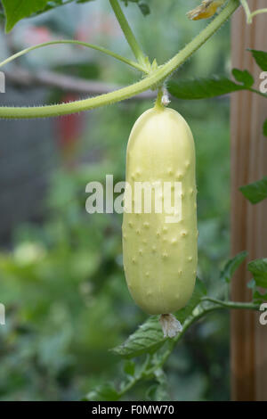 Cucumis sativus. Il cetriolo 'lungo bianco' frutto della vite in una serra a RHS Wisley Gardens. Surrey, Inghilterra Foto Stock