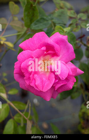 Rosa "Zephirine Drouhin', rosa rampicante Foto Stock