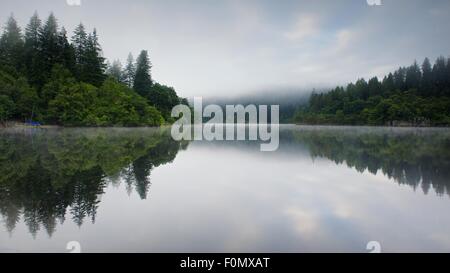 Nebbia in salita sul Loch Ard preso quando il Loch era ancora e riflettendo i verdi boschi in una mattinata estiva Foto Stock