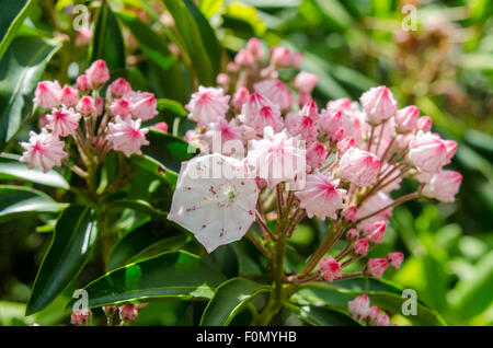 Mountain laurel fioriscono lungo la Blue Ridge Parkway a metà giugno Foto Stock