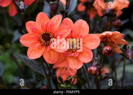 Red collarette Dahlia crescono in un confine erbacee. Foto Stock