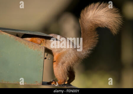 Scoiattolo rosso in Whinfell Forest Foto Stock