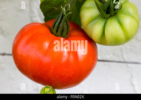 Mature e i frutti acerbi del patrimonio di pomodoro, 'Brandywine' in crescita nel vinehouse a Normanby Hall, Scunthorpe, Regno Unito Foto Stock