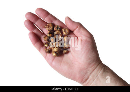 I campioni di magic tartufi: la sclerozi di funghi magici che sono blandamente psichedelico. Foto Stock