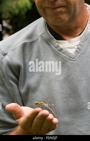 Southern hawker Dragonfly sulla mano umana Foto Stock